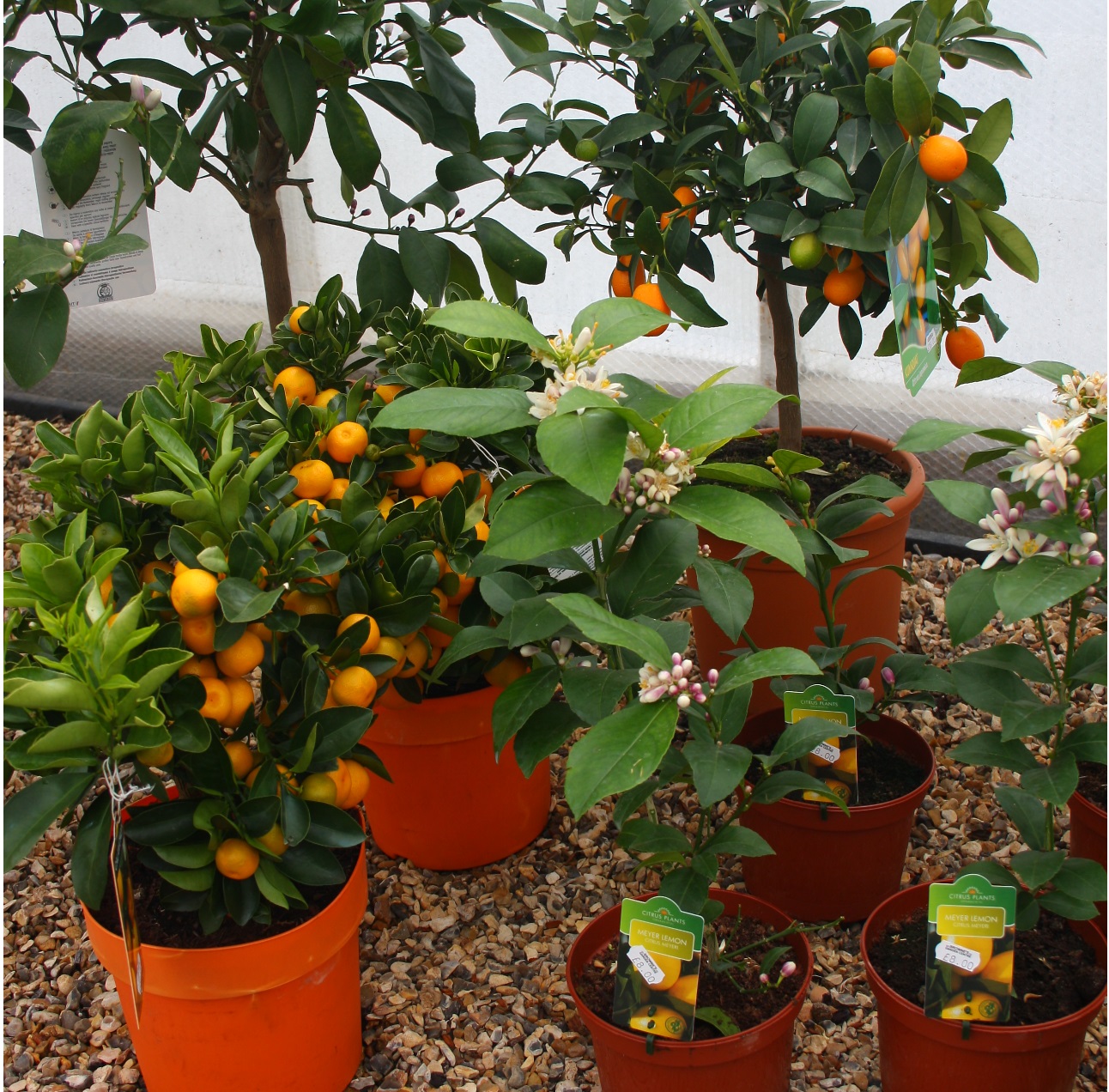 Indoor Fruit Trees